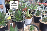 �g�n�����J�h��11��2025�N10��26���C�x���g���i,�Ȗ،������s�����Βn�k���ړI�L��,�A���e�B�[�N�}���V�F,�{�^�j�J���}���V�F,colore  plante